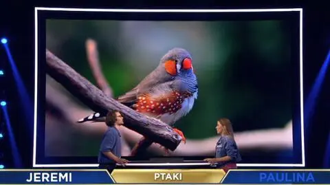 Masz sokoli wzrok? Udowodnij w quizie o ptakach z The Floor! Rozpoznasz je wszystkie?