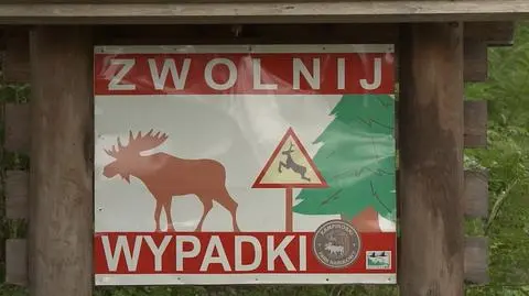 Jesień już się rozpoczęła, a wraz z nią wędrówki zwierząt