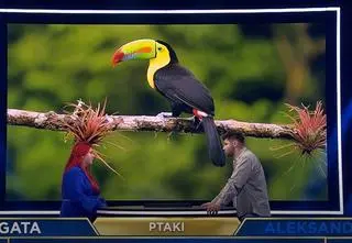 "The Floor". Czy rozpoznasz tego egzotycznego ptaka? [PRZED EMISJĄ W TV]