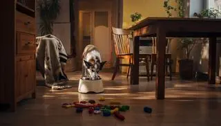 Niezbędne akcesoria dla zwierzęcego smakosza