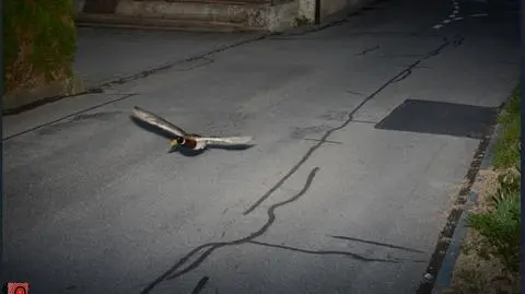 Fotoradar złapał pirata drogowego. Problem w tym, że to... kaczka