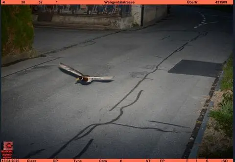 Fotoradar złapał pirata drogowego. Problem w tym, że to... kaczka