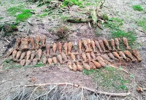 Wojenne pozostałości pod przyszłą Via Carpatią. Saperzy znaleźli tysiące niewybuchów na budowie S19