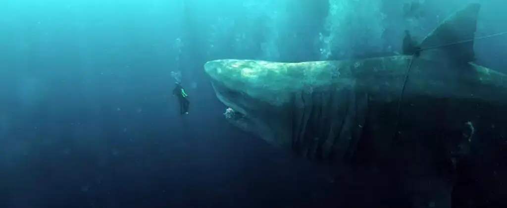 Meg