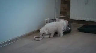 Ślub...: Jej można naprawdę wiele. Bella "tą trzecią"?