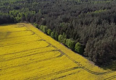Biopaliwa wcale nie takie ekologiczne