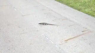 Ciężarówką przez Malezję odc. 8