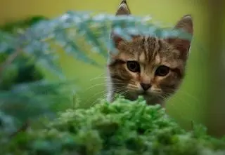 Nie tylko dla dzieci! Te filmy o zwierzętach wzruszą całą rodzinę