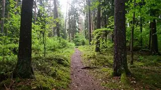 Oddychaj naturą – sztuka uważności w sercu lasu