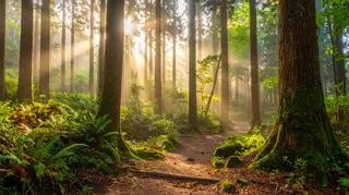 Czym jest Shinrin-yoku? Nowy trend z Japonii bije rekordy popularności