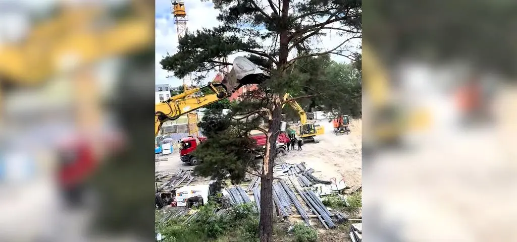 Stuletnie dęby wycięte przez dewelopera. W Polsce bardziej opłaca się zapłacić karę niż przestrzegać przepisów?