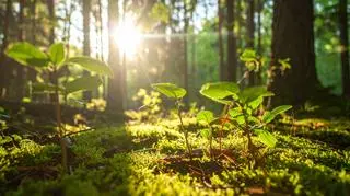 Dotyk natury w harmonii z ciałem i zmysłami