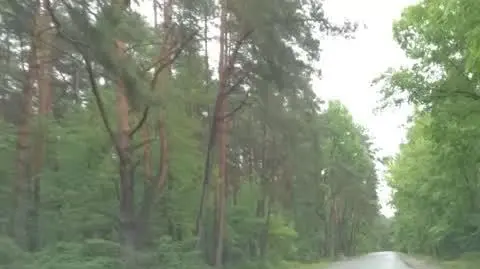 dzikie