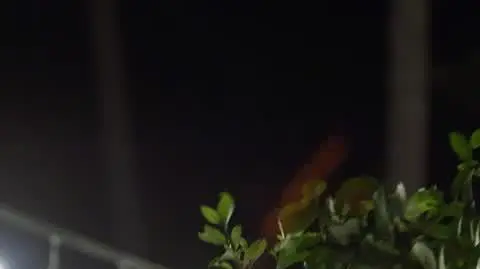 Królowej Przetrwania 2