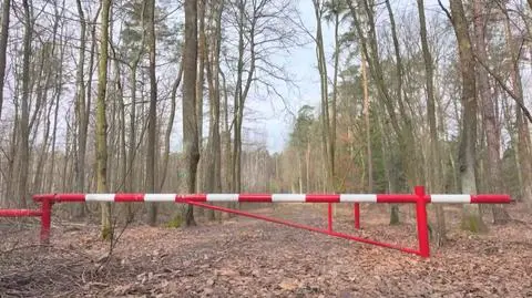Nie wjeżdżaj samochodem do lasu. Za złamanie zakazu grozi mandat