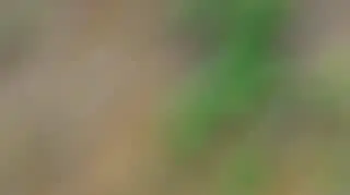 Królowa przetrwania: Ruletka smakołyków, cz. 3