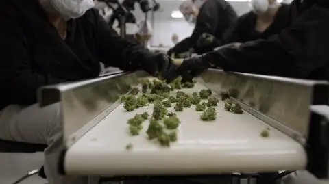 Legalna marihuana w Niemczech. Jak substancja wpływa na kierowców?