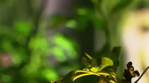 220919 BAL TVN KIELI _cel balu_2