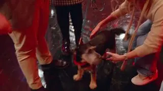 Mam Talent!: Zobacz występ Michała Skubidy! 