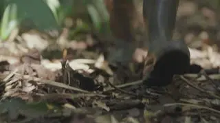 Kobieta na krańcu świata. Rebeca Atencia następczyni Jane Goodall