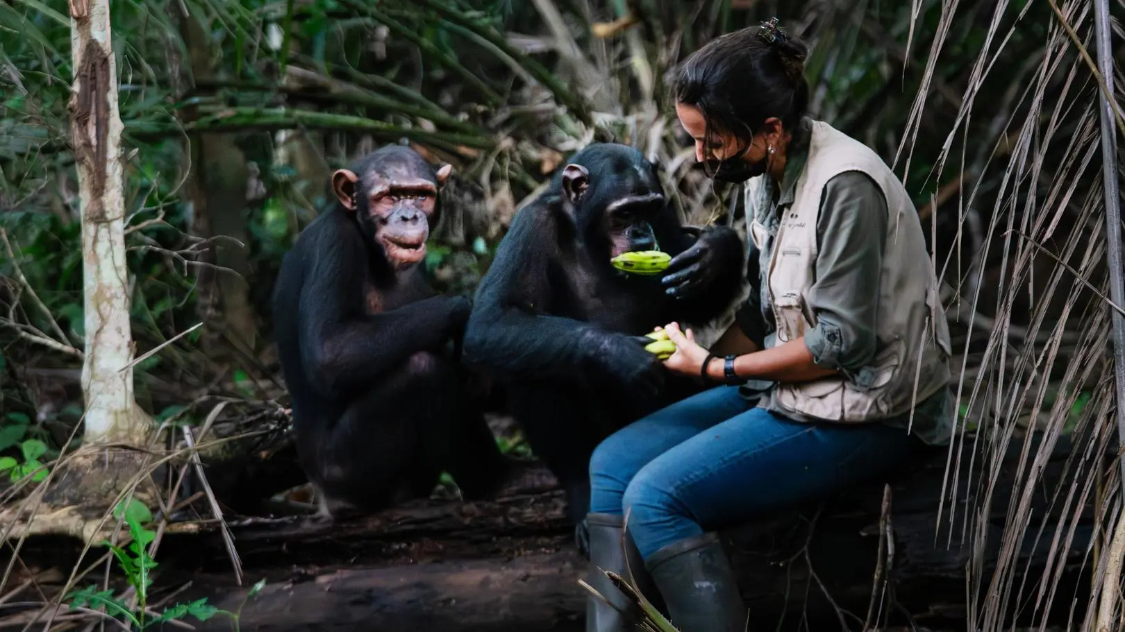 "Kobieta na krańcu świata". Rebeca Atencia następczyni Jane Goodall. Ratuje szympansy w Kongu