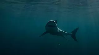 Shark week: Najlepsze momenty
