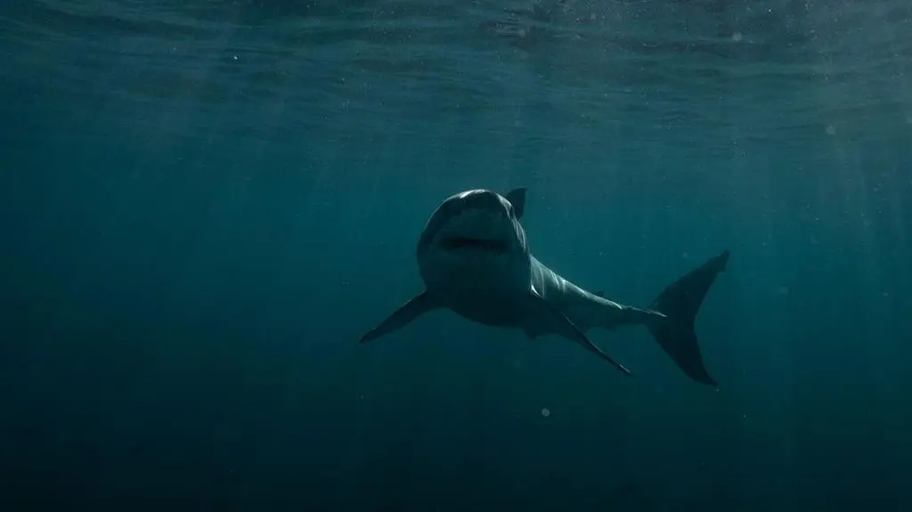 Shark week: Najlepsze momenty