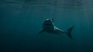 Shark week: Najlepsze momenty
