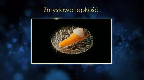 Malwina i Ewa: Zmysłowa lepkość, czyli tarta tatin z karmelizowanymi gruszkami 