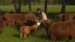 Te krowy mają wyjątkowe zadanie. Zobacz, w jaki sposób dbają o naturę! 