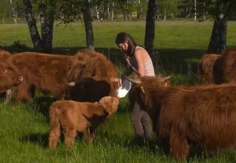 Te krowy mają wyjątkowe zadanie. Zobacz, w jaki sposób dbają o naturę! 