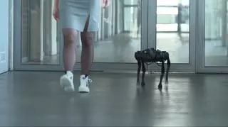 Robo-pies z Politechniki Śląskiej.