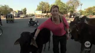 Hinduskie krowy wcale nie są święte!