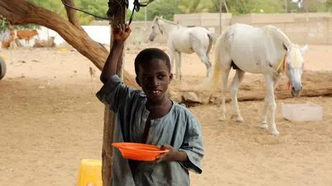 Efekt Domina - Senegal