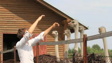 Drugi odcinek "Pascala po polsku"