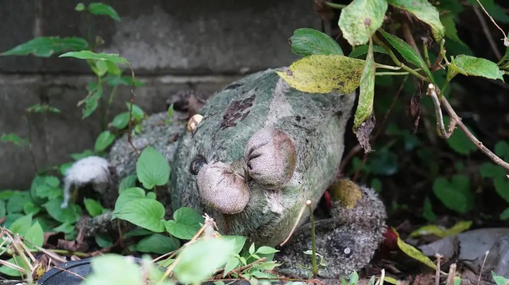 Fukushima - wstęp wzbroniony
