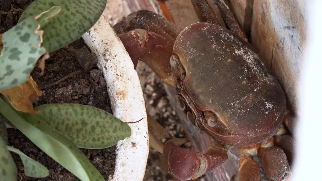 Hotel Paradise 4: Krab