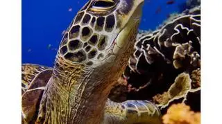 Karola jest podwodnym fotografem i mieszka na małej indonezyjskiej wyspie nieopodal Bali - Gili Trawangan