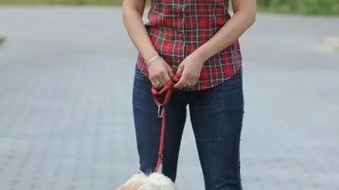 Psie adopcje i nie tylko