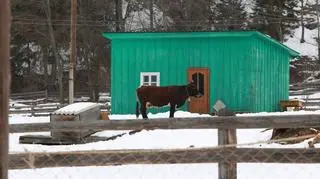 Kossakowski. Szósty zmysł. Ukraina