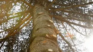 Odlotowy ogród odc. 10 Facimiech