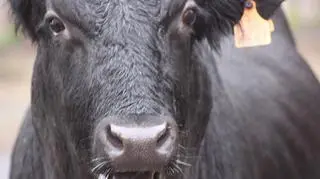 Ola i hiszpański byk