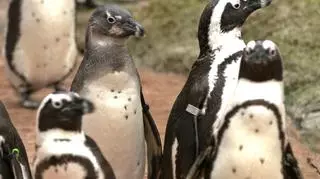 Pingwiny w DeFacto, TTV