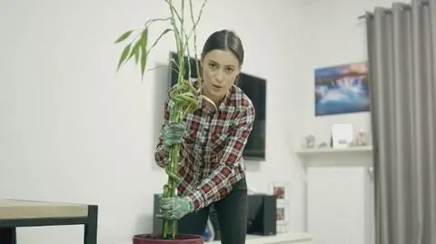 "Rośliny dla zielonych": lucky bamboo wcale nie jest bambusem!