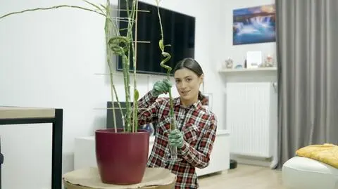 Rośliny dla zielonych: Magdalena Psiuk i lucky bamboo