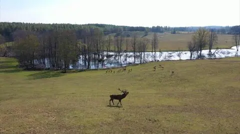 Tu jest pięknie: rykowisko jeleni obok folwarku