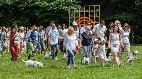 Urocze, białe czworonogi to wymagający goście!