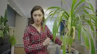 "Rośliny dla zielonych": białe plamki na liściach? Zobacz, jak pozbyć się wełnowców