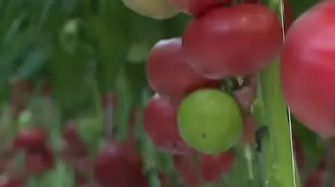 Kuchenne rewolucje: Wizyta na plantacji pomidorów