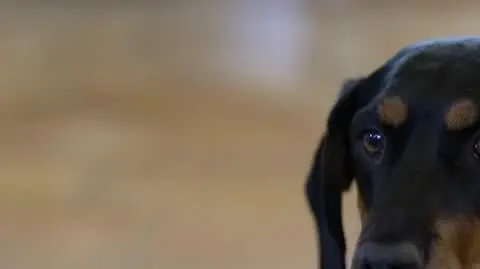 Jak rozmawiać z psem?: W jaki sposób poradzić sobie z pupilem zafiksowanym na punkcie jedzenia?